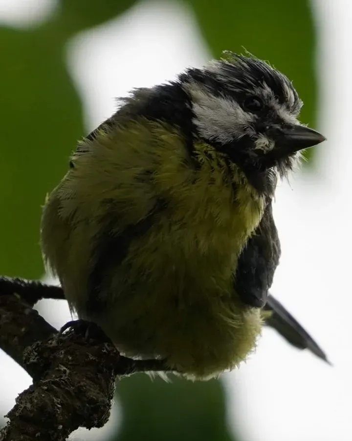 A blue tit with ruffled feathers perched on a lichen covered branch