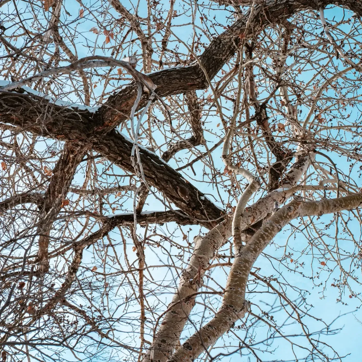Bare winter branches spreading across a clear blue sky