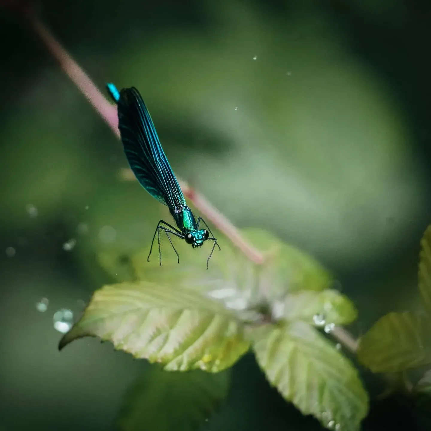 A blue damselfly with dark banded wings resting on a wet leaf