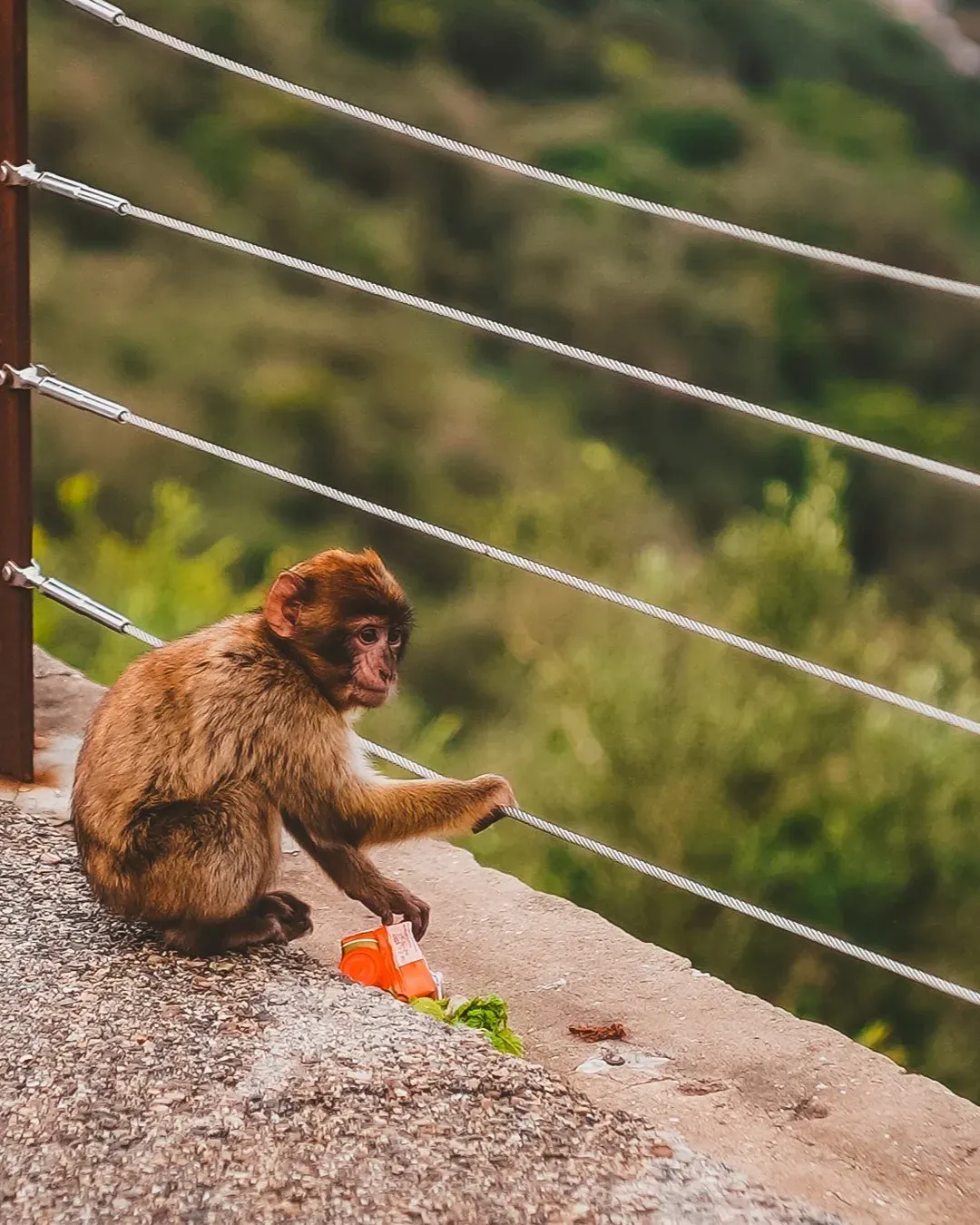 A Barbary macaque sitting on a wall beside cable car wires, picking at food