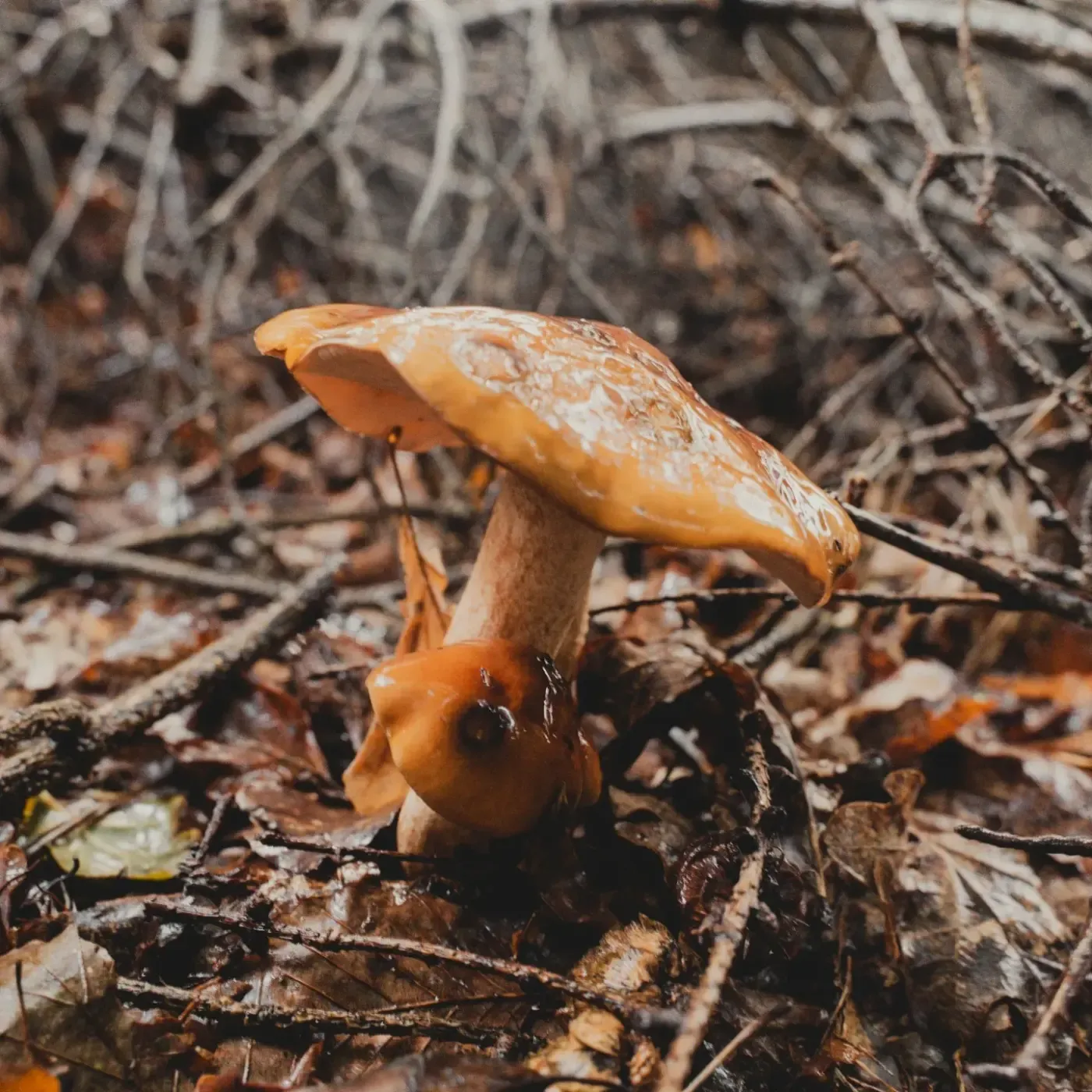 A tan capped mushroom standing among fallen leaves and twigs on the forest floor