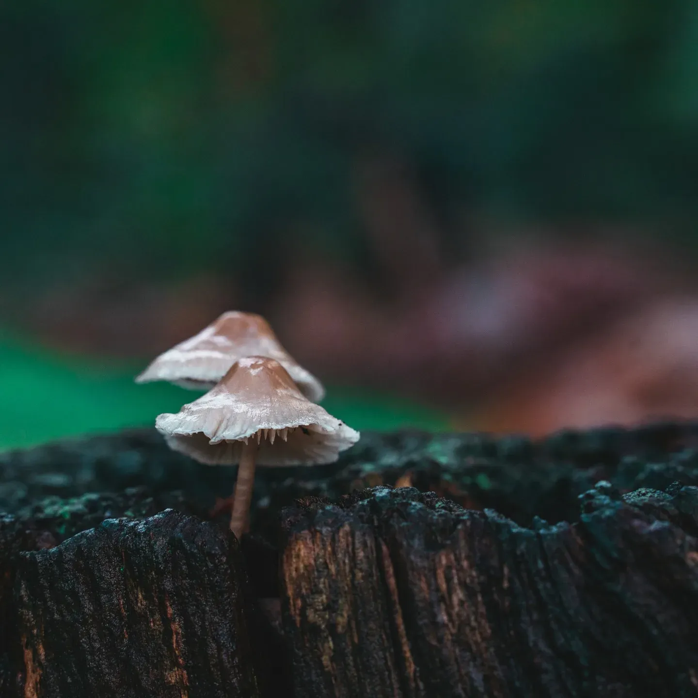 A single thin stemmed mushroom on a mossy stump, lit against a dark background