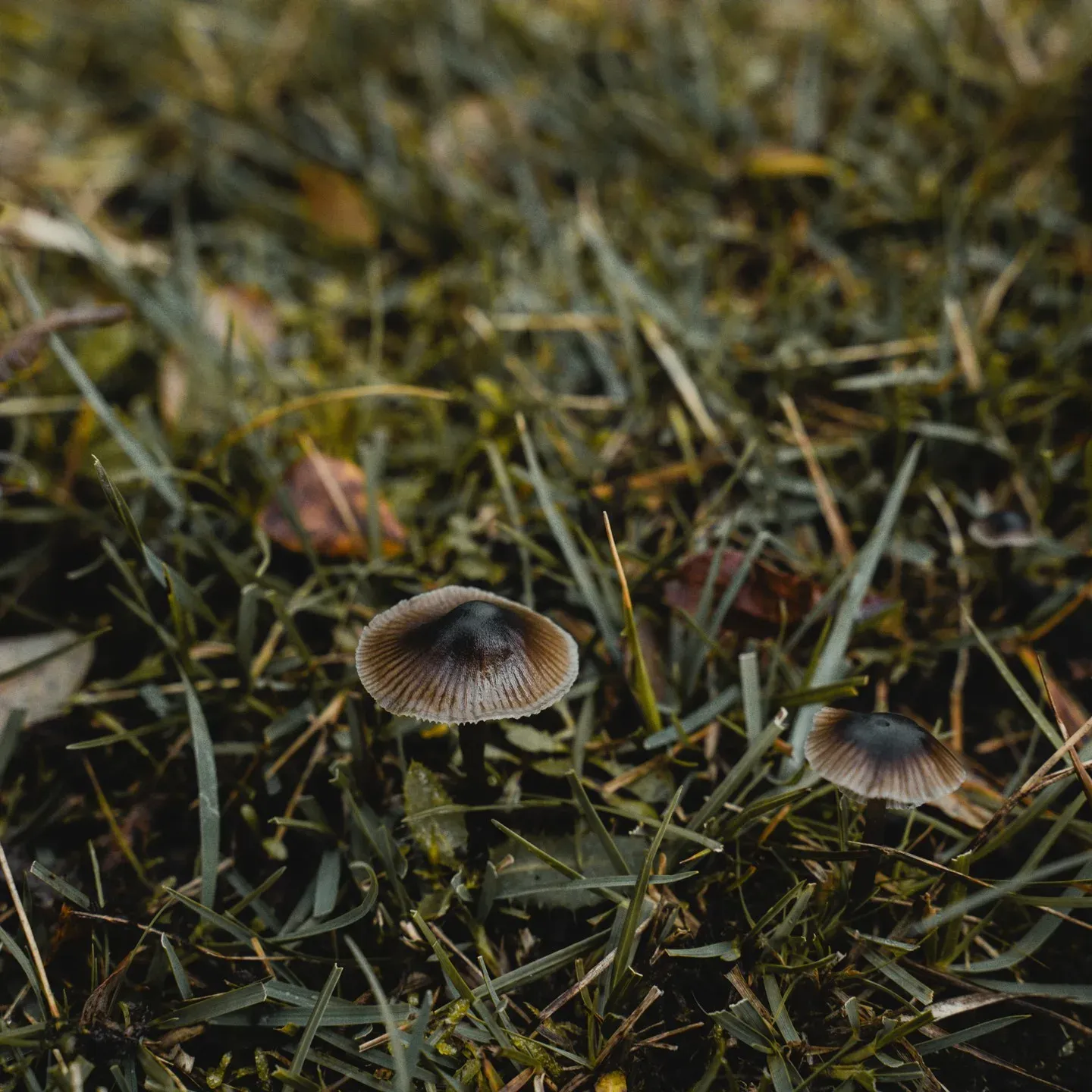 A cluster of tiny mushrooms low among grass and moss
