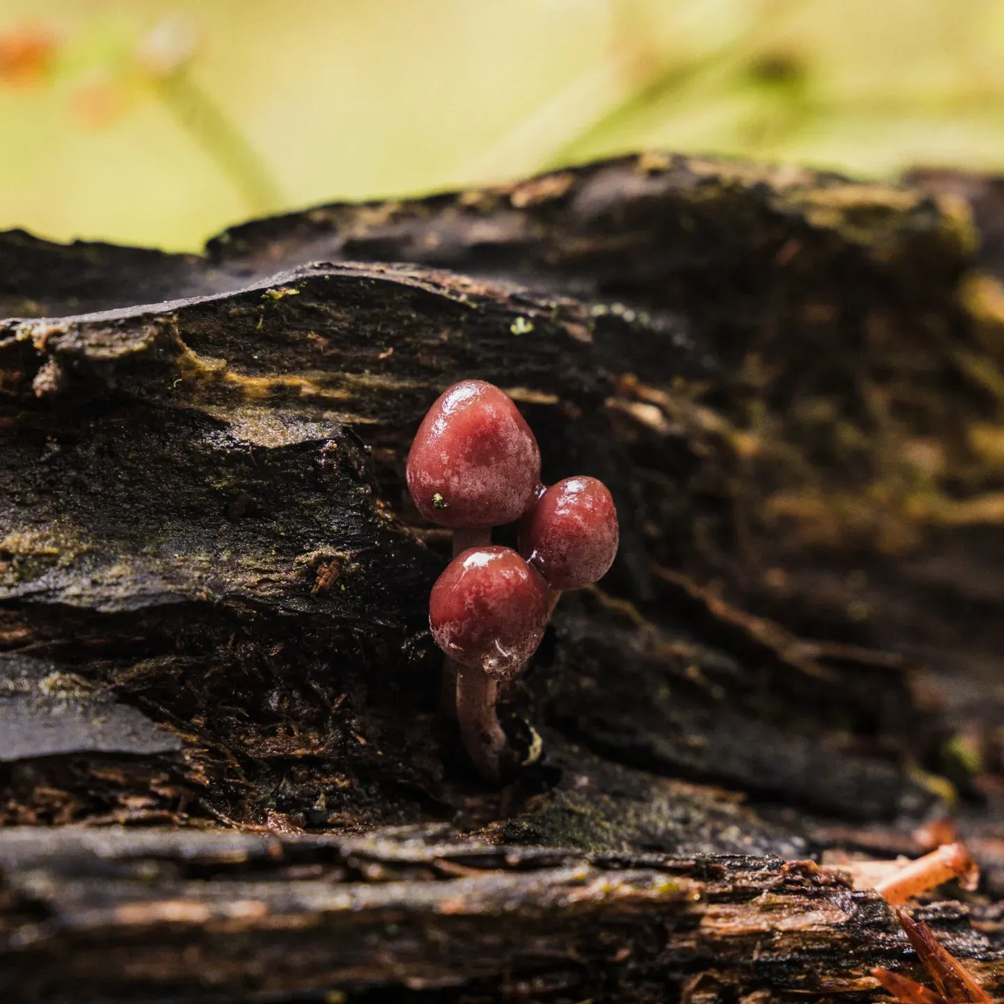 Three small red capped mushrooms growing from a fallen mossy log