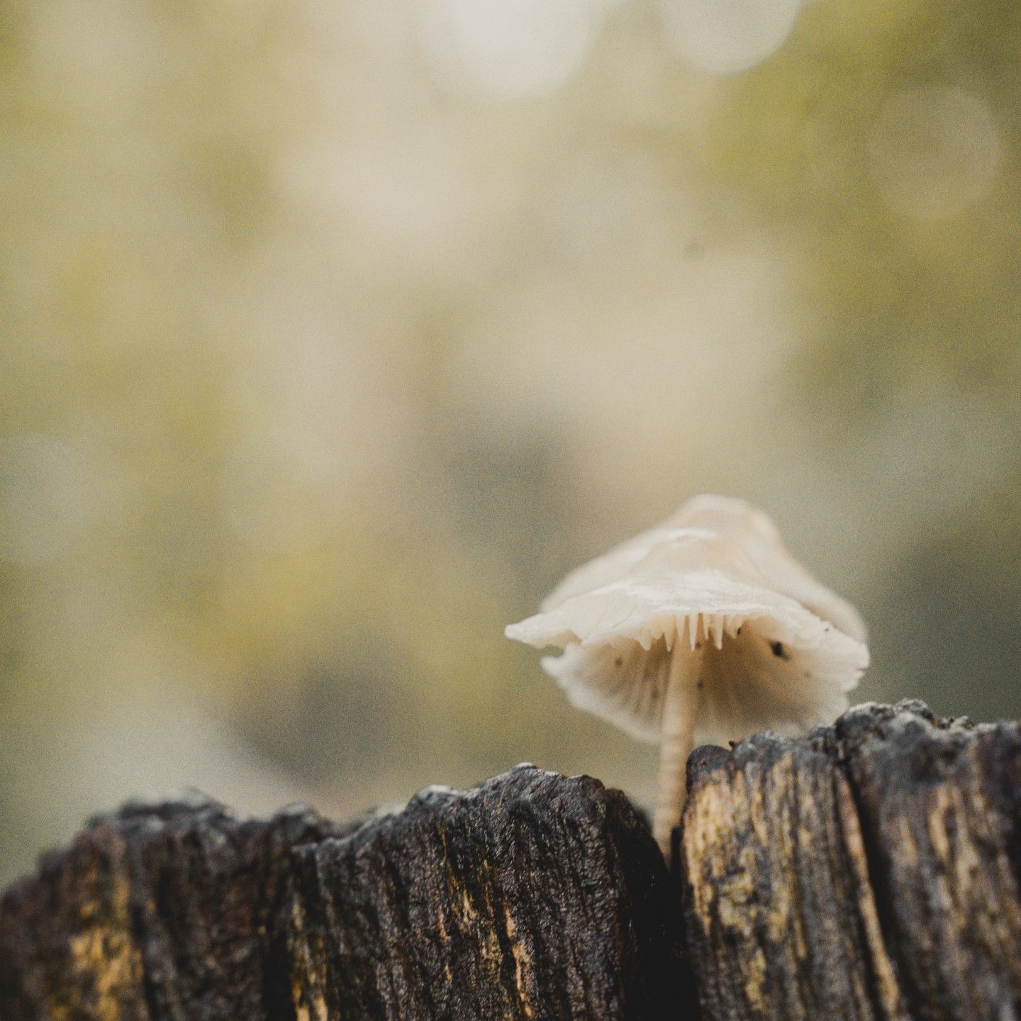 A small mushroom on a tree stump photographed by Harry Chapman