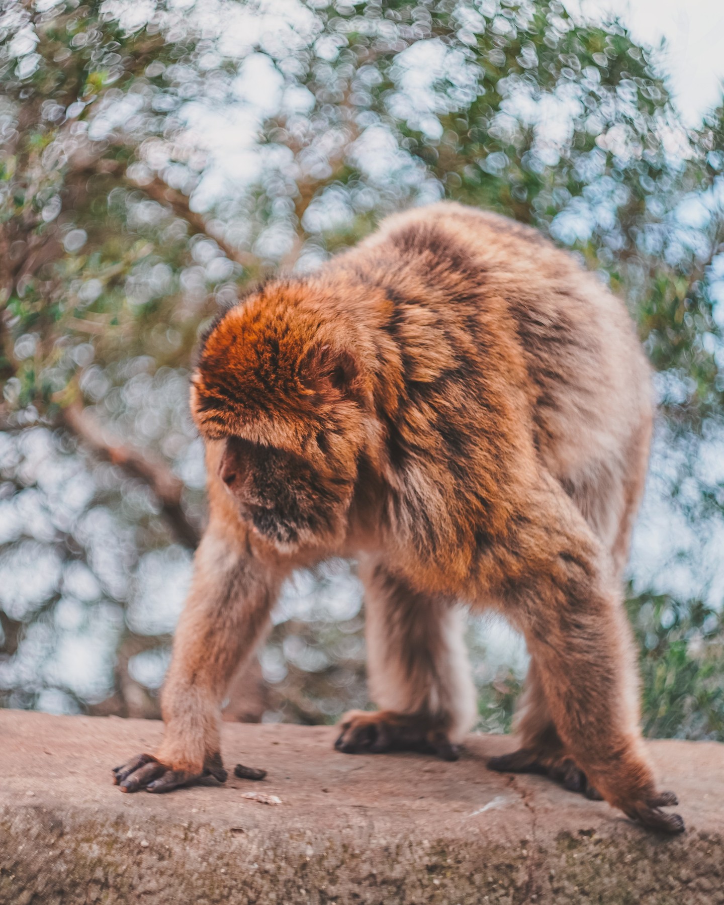 A Barbary macaque photographed by Harry Chapman in Gibraltar
